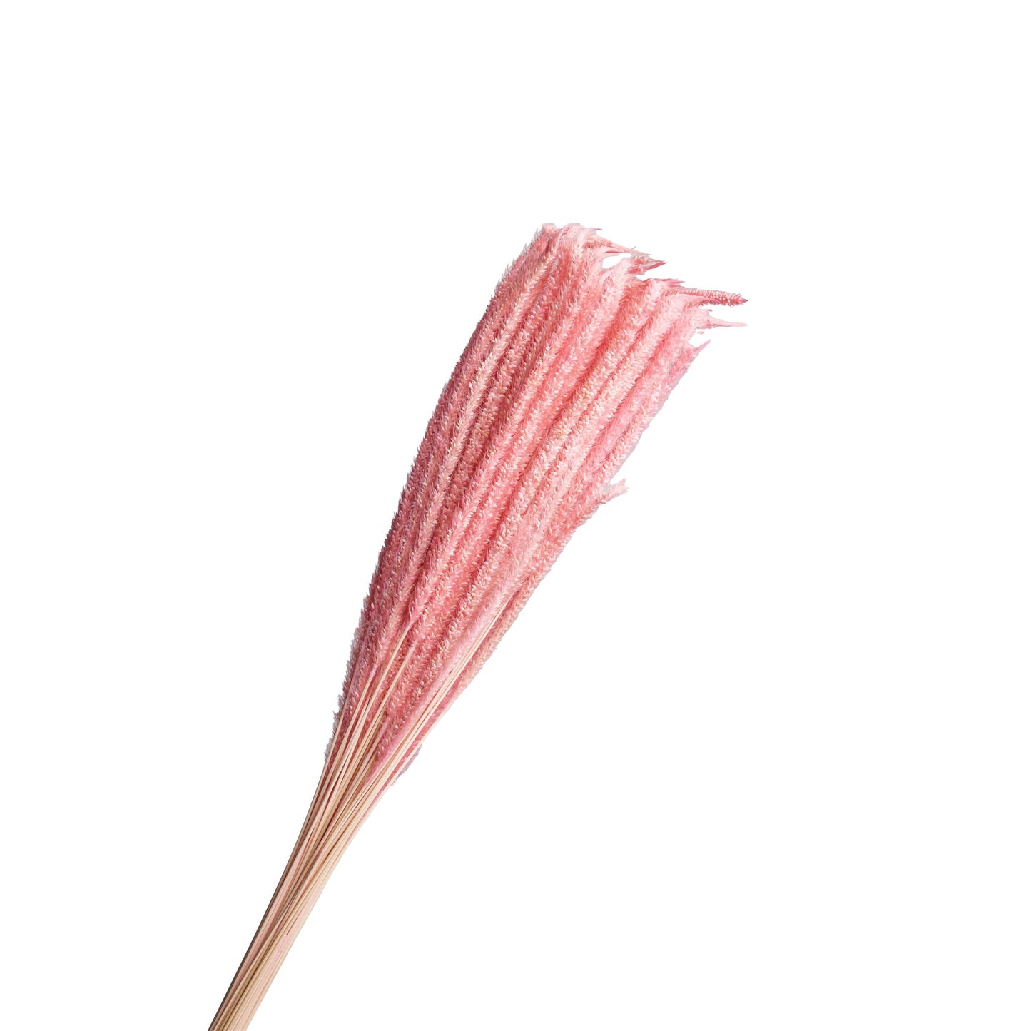 Epi de roseau seche rose 60-70cm