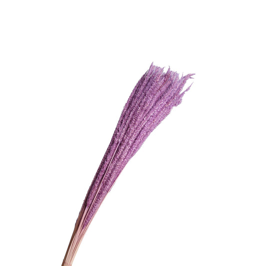 Epi de roseau seche parme 60-70cm