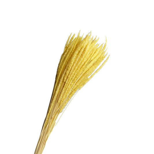 Epi de roseau seche jaune 60-70cm