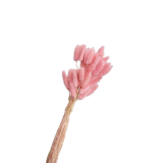 Lagurus sechee couleur rose 50-60cm