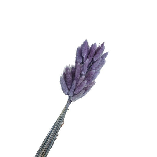 Lagurus sechee couleur bleu marine 50-60cm