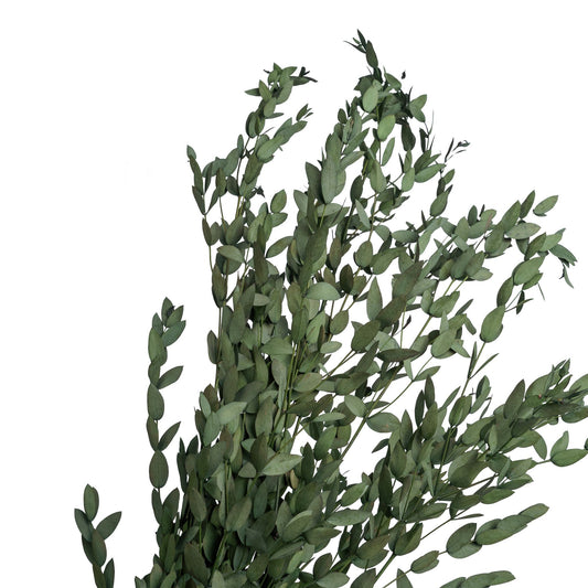 Eucalyptus stabilise vert 60-70cm