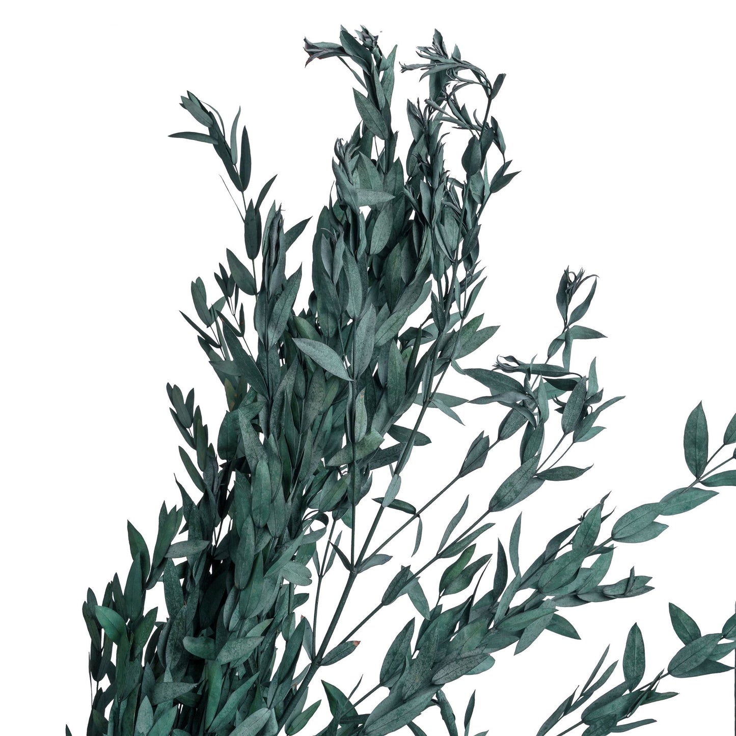 Eucalyptus stabilise bleu 60-70cm