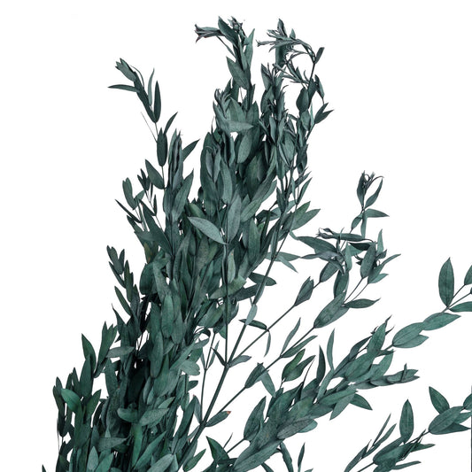 Eucalyptus stabilise bleu 60-70cm