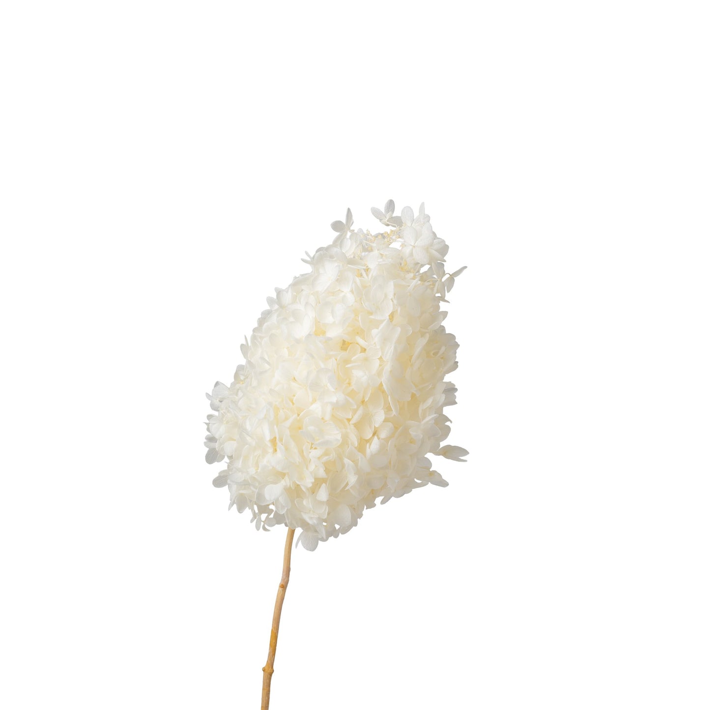 Hortensia sechee couleur blanc 20cm