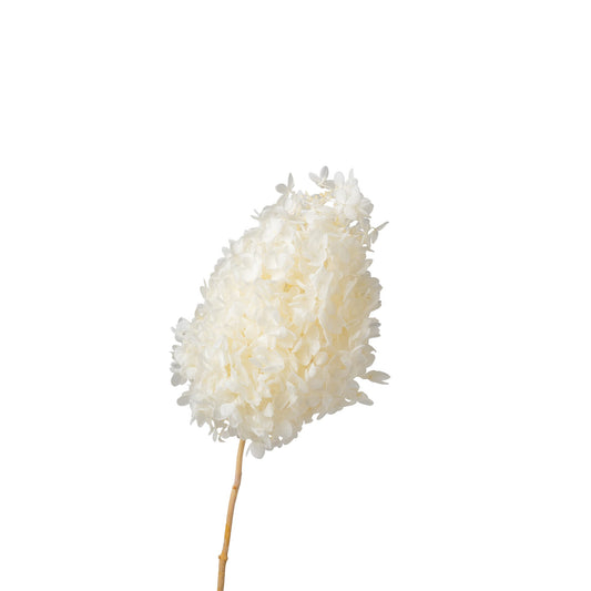 Hortensia sechee couleur blanc 20cm