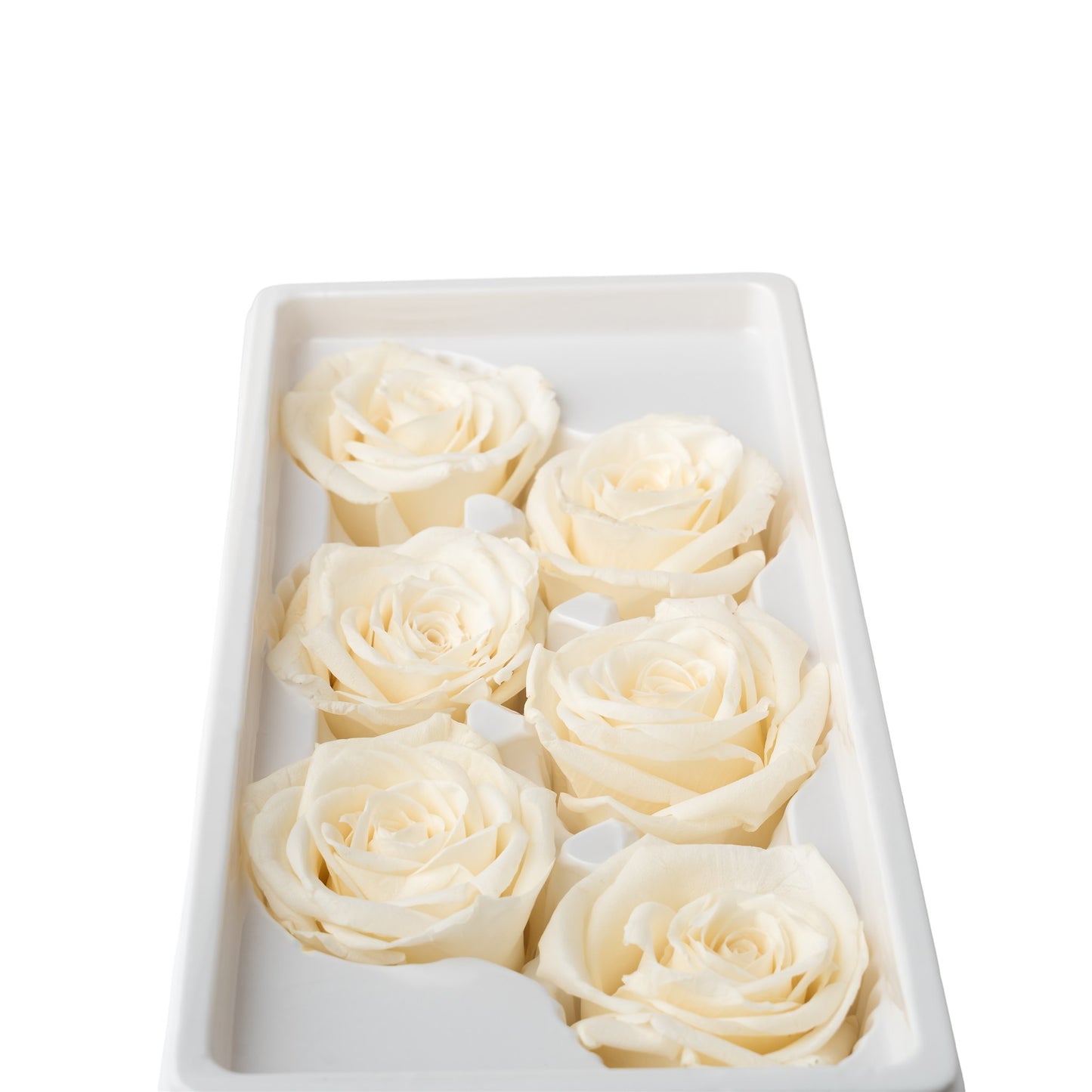 Rose eternel blanche 5-6cm