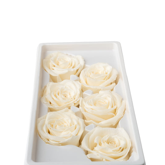Rose eternel blanche 5-6cm