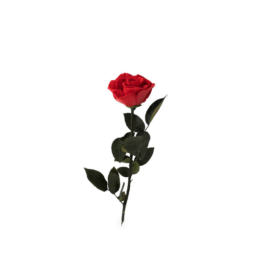 Rose eternel rouge sur tige