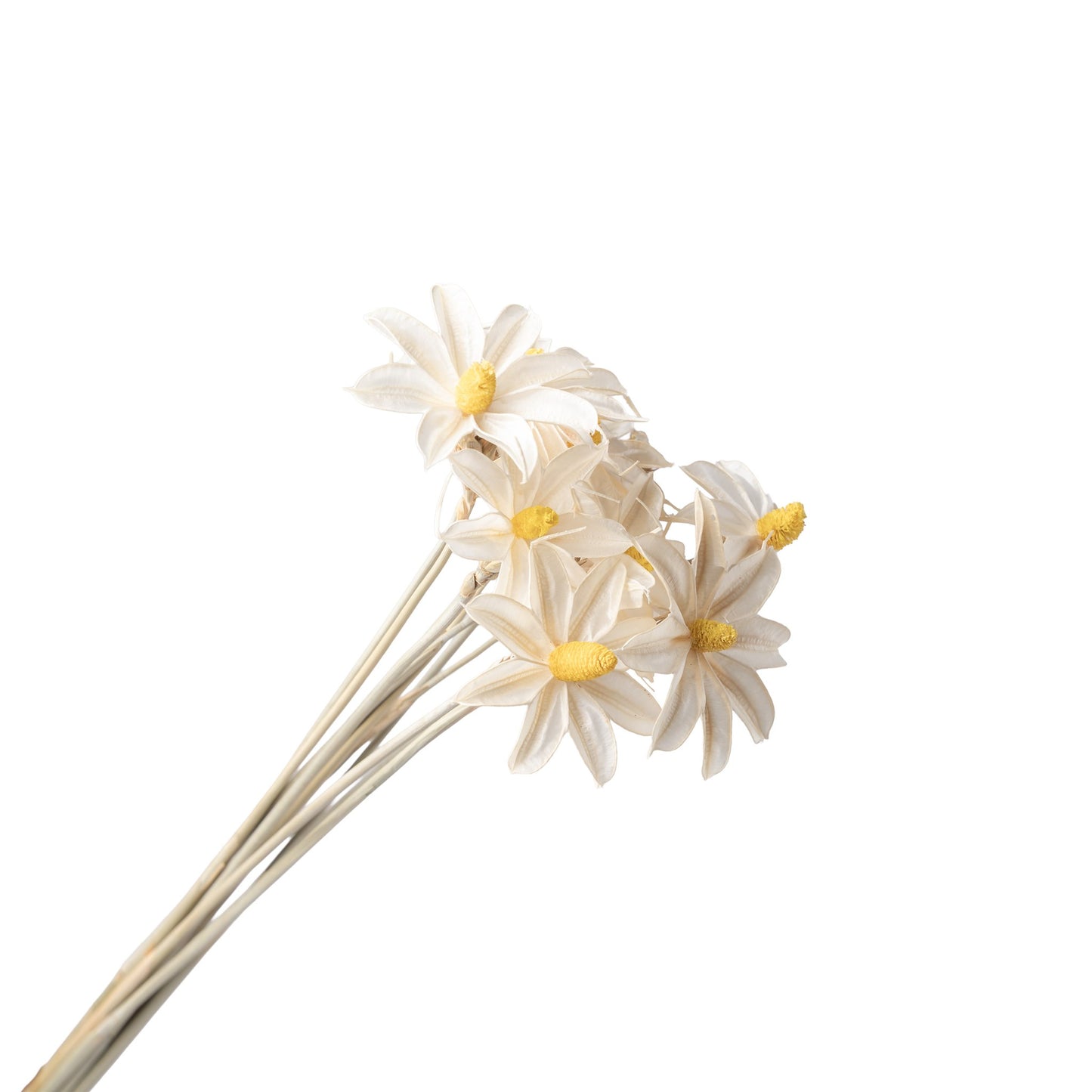 Fleur sechee blanc 50-60cm