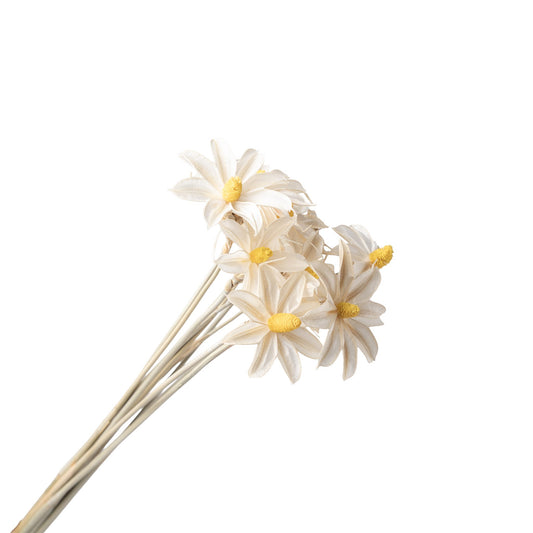 Fleur sechee blanc 50-60cm