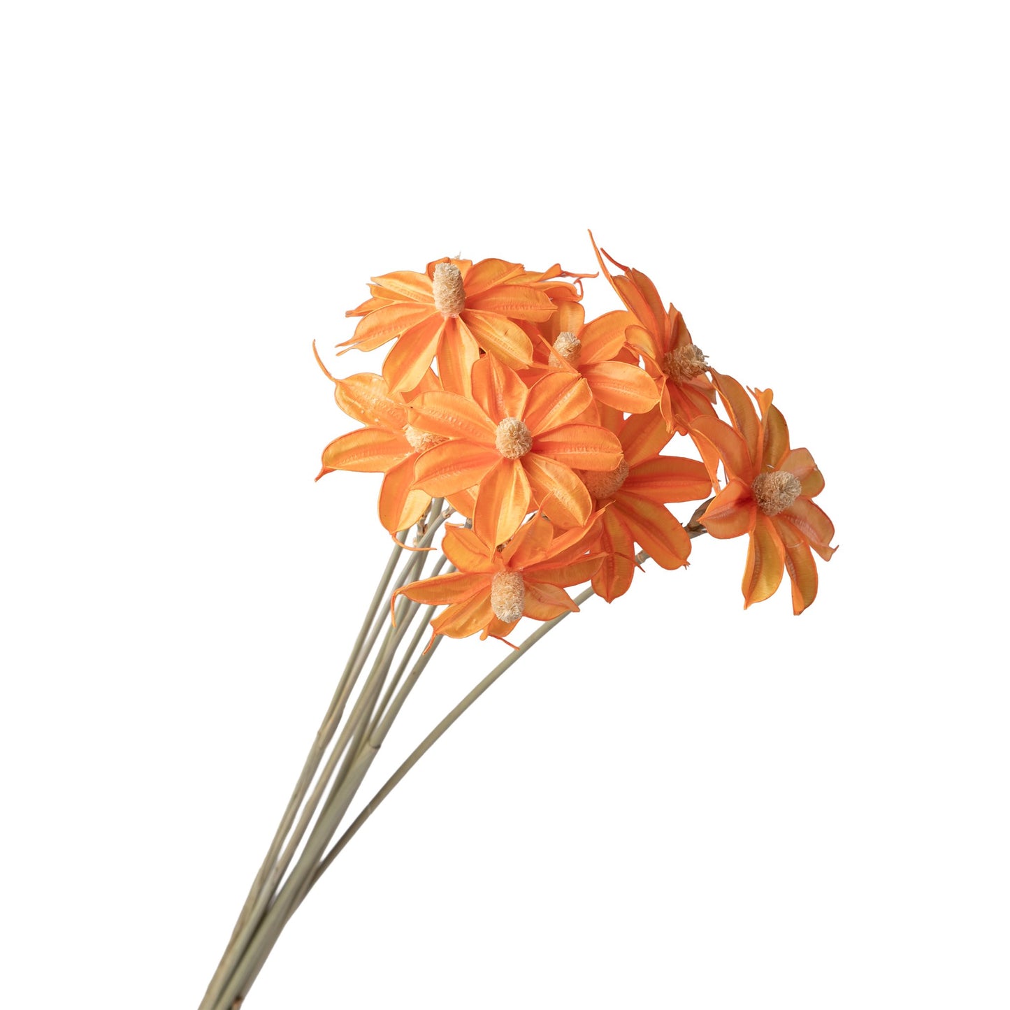 Fleur sechee orange 50-60cm