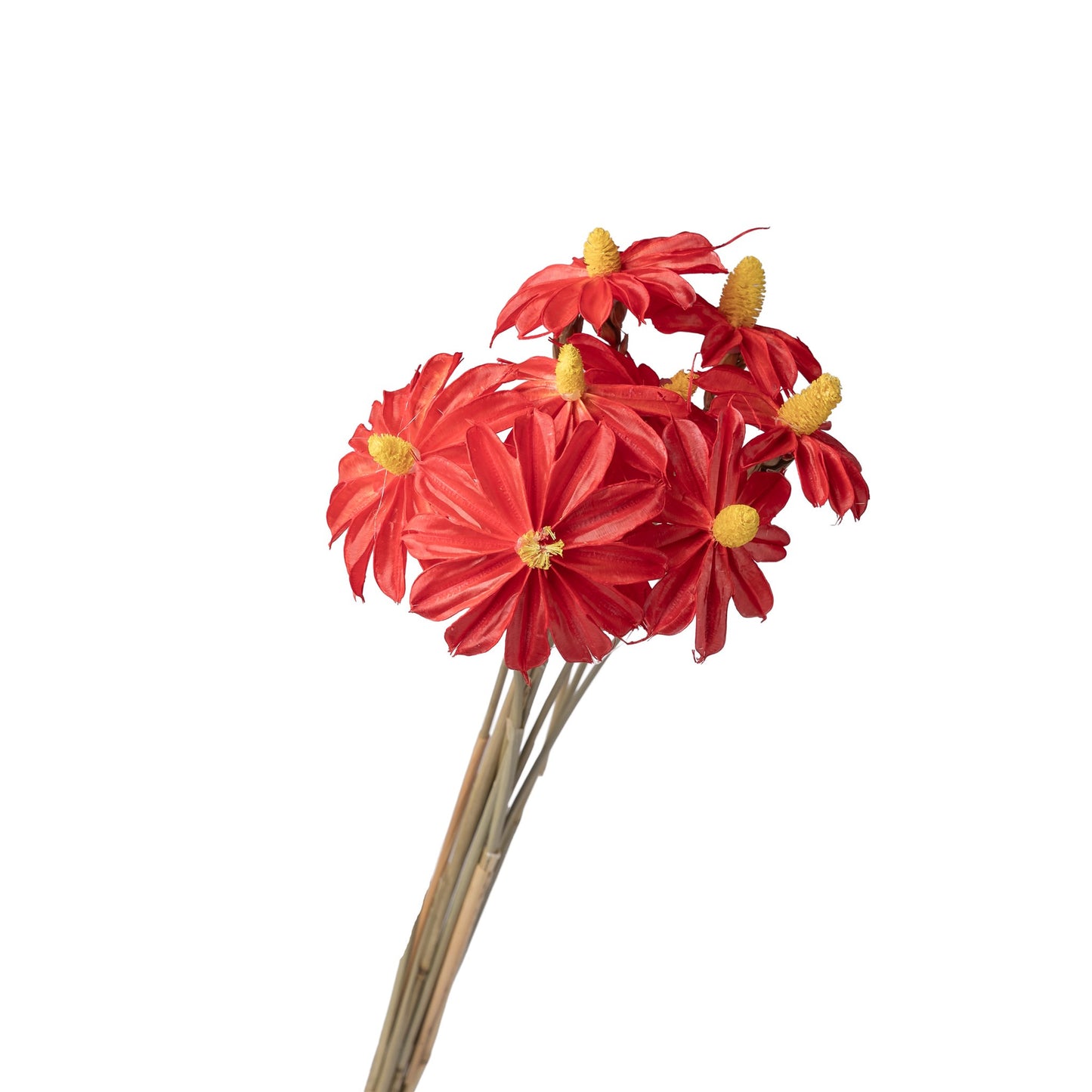 Fleur sechee rouge 50-60cm