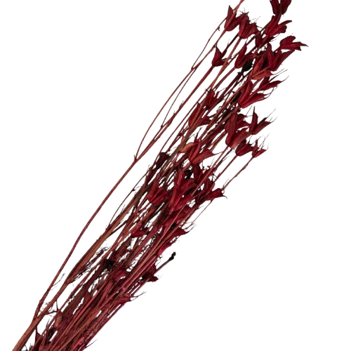 Nigelle orientale séchée couleur rouge, 60-70cm
