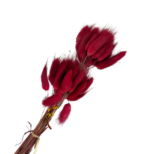 Lagurus séchée couleur rouge, 50-60cm