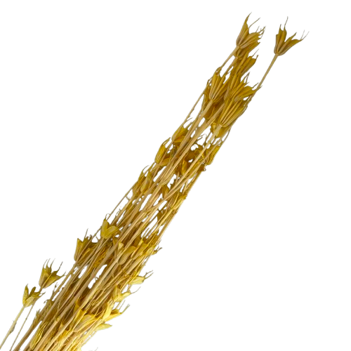 Nigelle orientale séchée couleur jaune, 60-70cm
