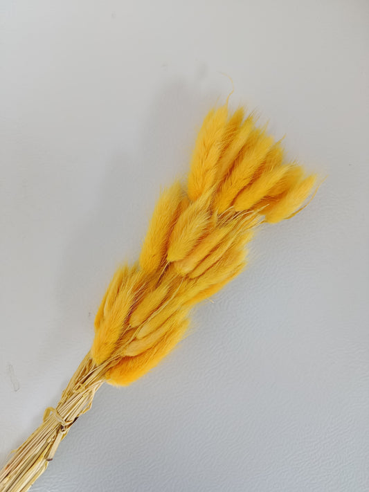 Lagurus séchée couleur jaune, 50-60cm