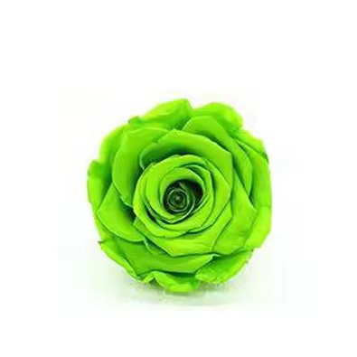 Rose éternel vert anis 5-6cm