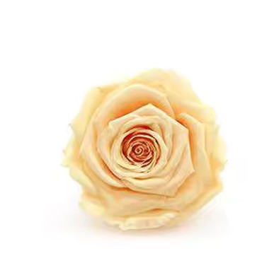 Rose éternel beige 5-6cm