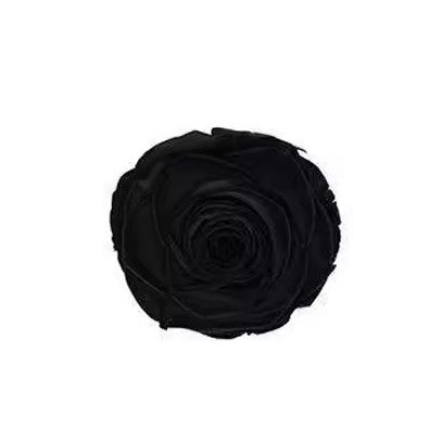 Rose éternel noire 5-6cm