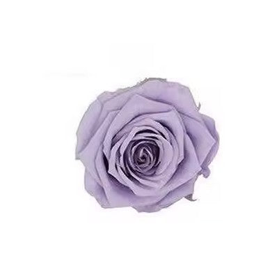 Rose éternel lavande 5-6cm