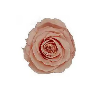 Rose éternel peche 5-6cm