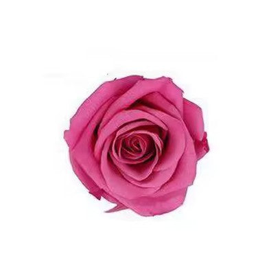 Rose éternel fuschia 5-6cm