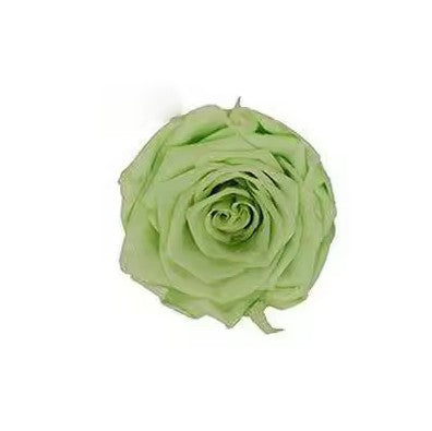 Rose éternel vert pastel 5-6cm