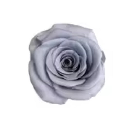 Rose éternel gris clair 5-6cm
