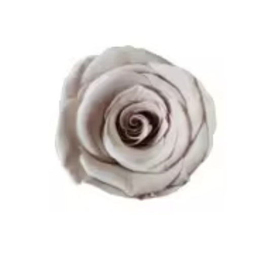 Rose éternel kaki 5-6cm