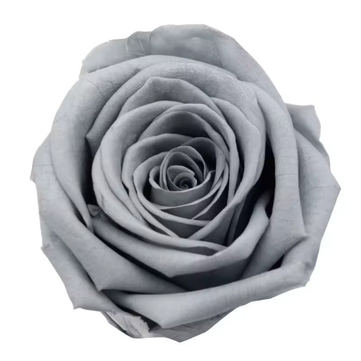 Rose éternel gris 5-6cm