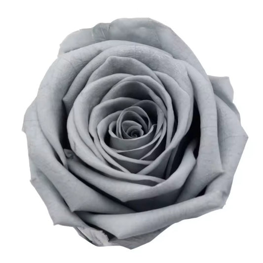 Rose éternel gris 5-6cm