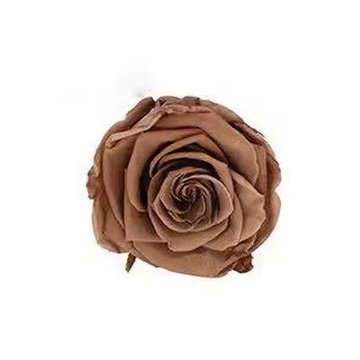 Rose éternel rose fumée 5-6cm