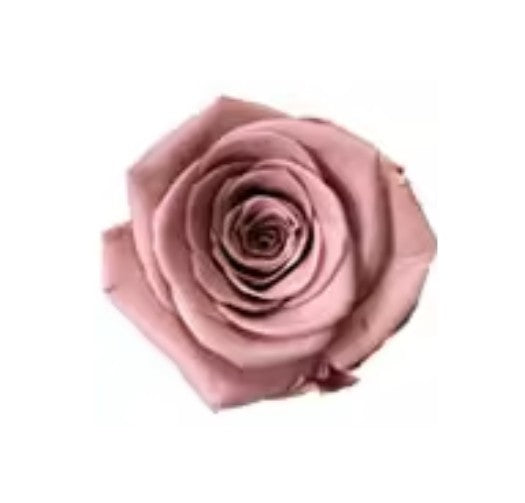 Rose éternel caramel 5-6cm