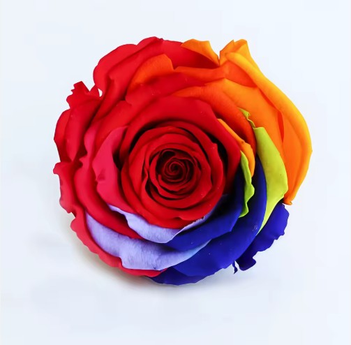 Rose éternel arc-en-ciel 5-6cm