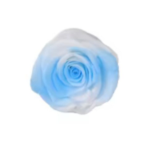 Rose éternel duo bleu/blanc 5-6cm