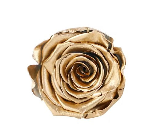 Rose éternel dorée 5-6cm