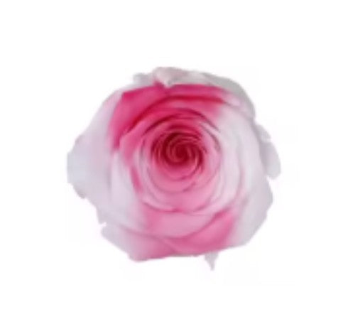 Rose éternel duo fuschia/blanc 5-6cm