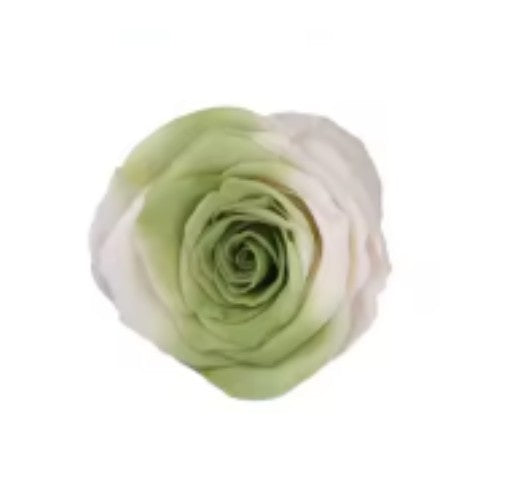 Rose éternel duo vert/blanc 5-6cm