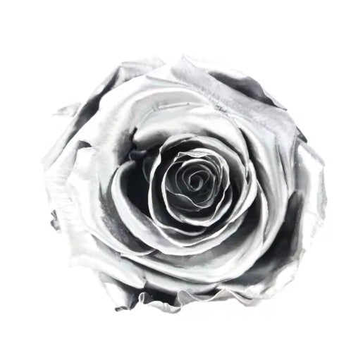 Rose éternel argenté 5-6cm