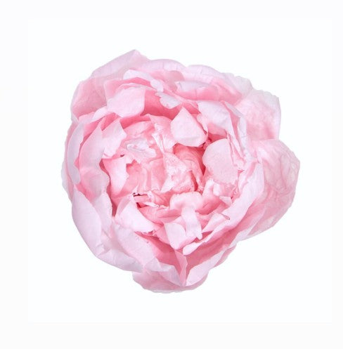 Pivoine stabilisé rose