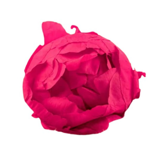 Pivoine stabilisé fuschia