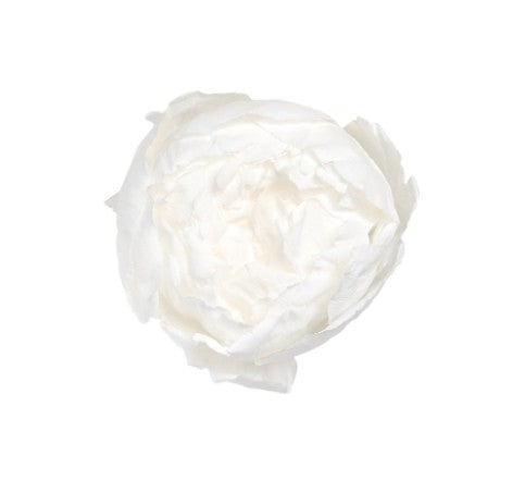 Pivoine stabilisé blanc