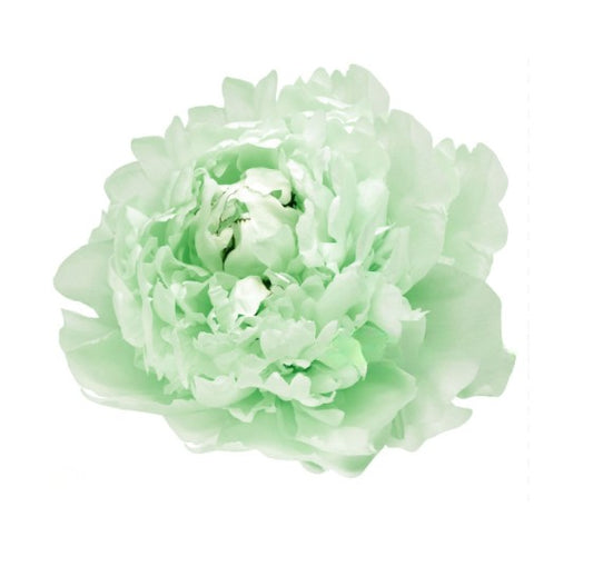 Pivoine stabilisé vert pastel