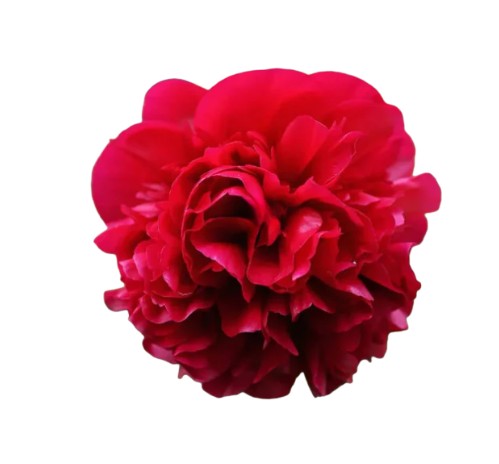 Pivoine stabilisé rouge