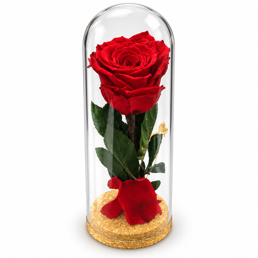 Rose éternelle rouge sous cloche transparente